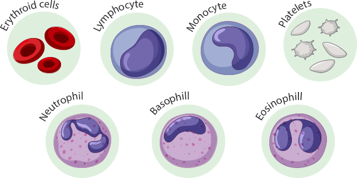 Image of different blood cell types